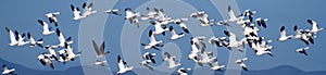 Snow Geese Over the Mountains