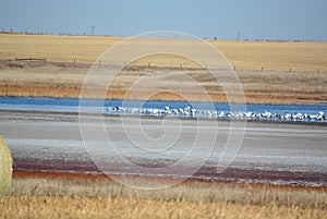 Snow geese on prairie landscape