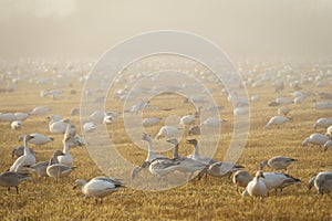 Snow Geese Rest On Arriving From Their Migration From Wrangel Island, Russia.