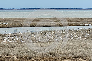 Snow Geese rest in tidal grass on a bright winter day with blue skies in Oceanville NJ