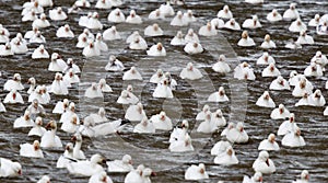 Snow Geese on river facing camera