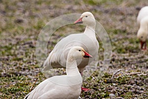 Snow Geese at Riverlands Migratory Bird Sanctuary