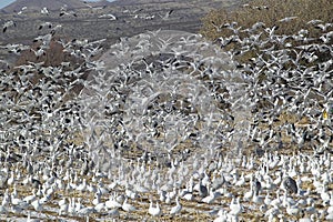 Snow geese and Sandhill cranes take flight over a frozen field at the Bosque del Apache National Wildlife Refuge, near San Antonio photo