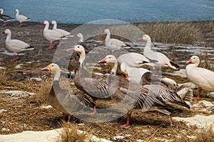 Snow Geese on Shore of Lake