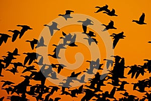 Snow Geese Blast-off