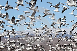 Snow Geese And Snow-covered Mountains