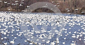 Snow geese spring migration