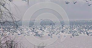 Snow geese spring migration