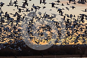 Snow Geese at Sunrise