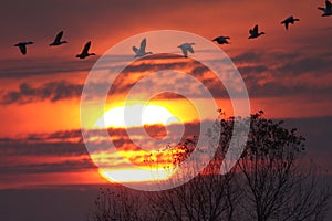 Snow Geese at Sunset