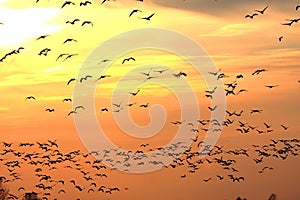 Snow Geese at Sunset