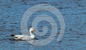 Snow Geese swims alone during winter migration