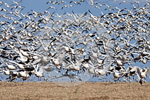 Snow Geese Take Flight