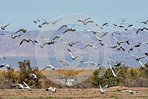 Snow geese take flight Sono Bono Salton Sea National Wildlife Refuge photo