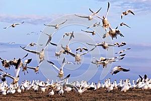 Snow Geese Take Flight
