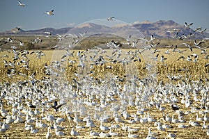 Snow geese take off from cornfield over the Bosque del Apache National Wildlife Refuge at sunrise, near San Antonio and Socorro