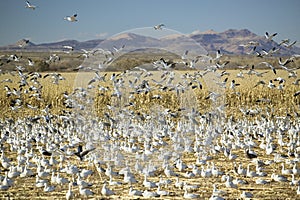 Snow geese take off from cornfield over the Bosque del Apache National Wildlife Refuge at sunrise, near San Antonio and Socorro photo