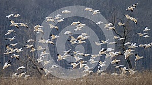 Snow Geese take off, Middle Creek