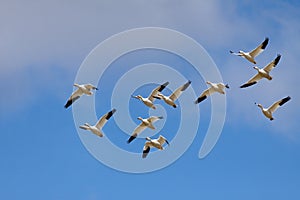 Snow Geese in Flight