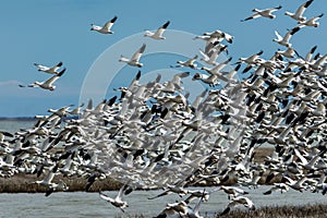 Snow Geese take off in unison from tidal grass on a bright winter day with blue skies in Oceanville NJ