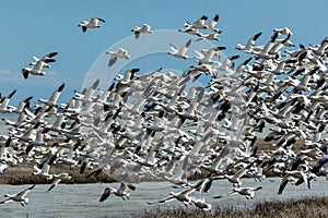 Snow Geese take off in unison from tidal grass on a bright winter day with blue skies in Oceanville NJ