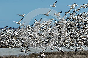Snow Geese take off in unison from tidal grass on a bright winter day with blue skies in Oceanville NJ