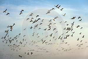 Snow Geese Taking Flight From a Farm Field.