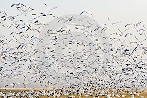 Snow Geese Taking Flight From a Farm Field.