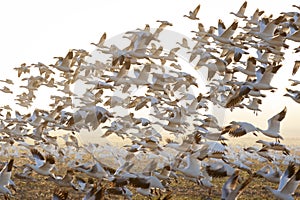 Snow Geese Taking Flight From a Farm Field.