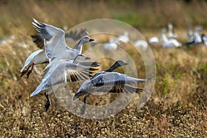 Snow Geese Taking Flight at Hagerman NWR