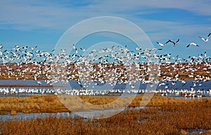 Snow Geese Taking Off