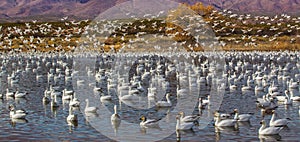 Snow Geese In Water And In Air