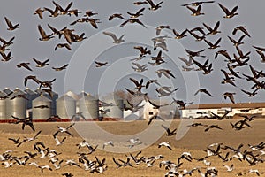 Snow Geese And Whie Fronted Geese Canada in Flight