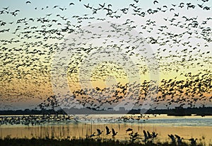 Snow Geese on the Wing