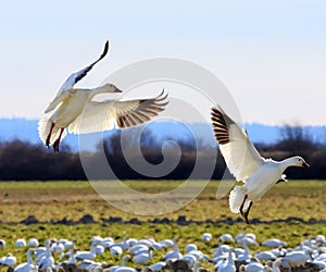 Snow Geese Wings Extended Landing photo