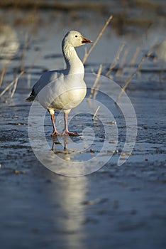 Snow Geese winter in the Southwest