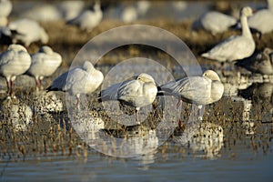 Snow Geese winter in the Southwest