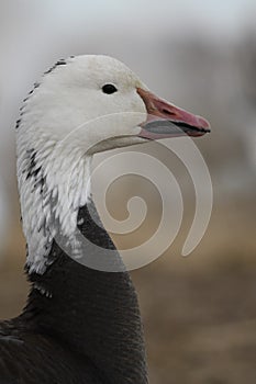 Snow Geese winter in the Southwest