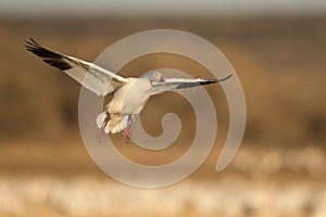 Snow Geese winter in the Southwest