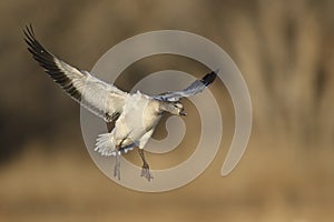 Snow Geese winter in the Southwest