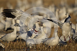 Snow Geese winter in the Southwest