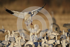 Snow Geese winter in the Southwest