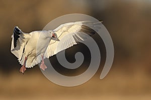 Snow Geese winter in the Southwest