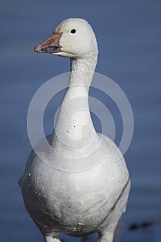 Snow Geese winter in the Southwest