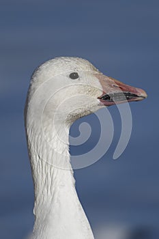 Snow Geese winter in the Southwest