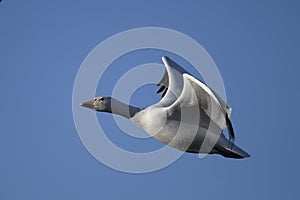 Snow Geese winter in the Southwest