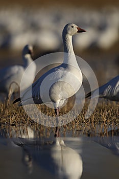 Snow Geese winter in the Southwest