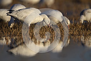 Snow Geese winter in the Southwest