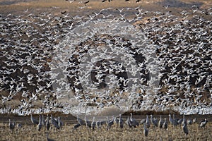 Snow Geese winter in the Southwest