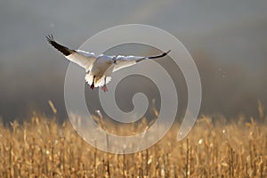 Snow Geese winter in the Southwest